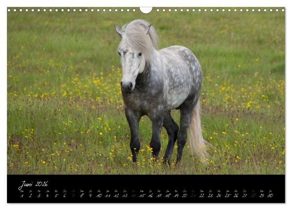 Produktbild: Charakterk&ouml;pfe Islandpferde (Wandkalender 2026 DIN A3 quer), CALVENDO Monatskalender