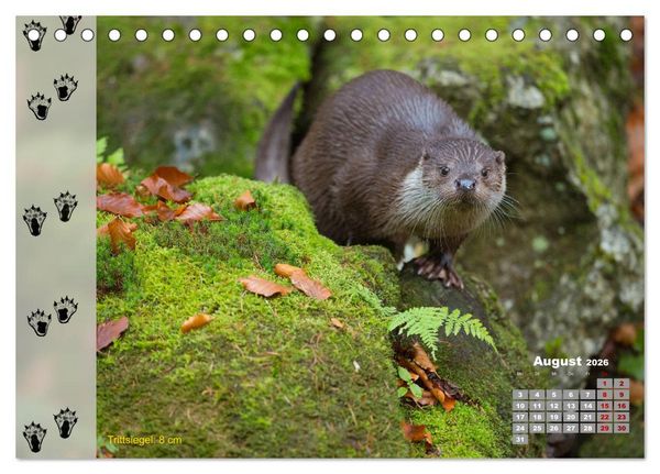 Produktbild: Tierspuren in der Natur (Tischkalender 2026 DIN A5 quer), CALVENDO Monatskalender
