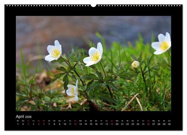 Produktbild: Landschaft Teufelsmoor / 2026 (hochwertiger Premium Wandkalender 2026 DIN A2 quer), Kunstdruck in Hochglanz
