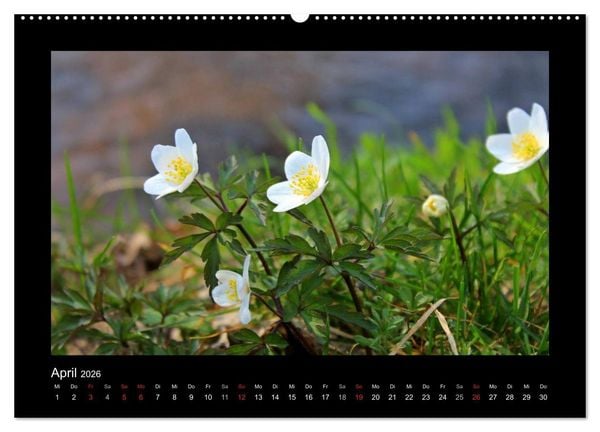 Produktbild: Landschaft Teufelsmoor / 2026 (Wandkalender 2026 DIN A2 quer), CALVENDO Monatskalender