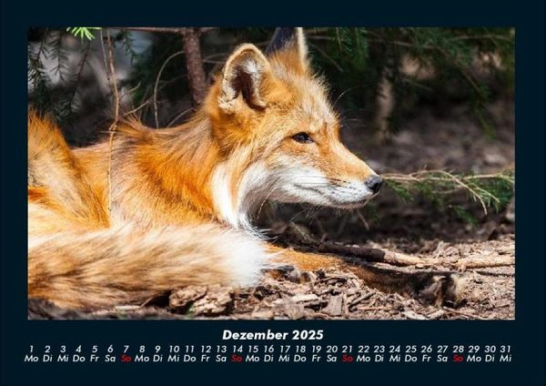Produktbild: Der Tierkalender 2025 Fotokalender DIN A4