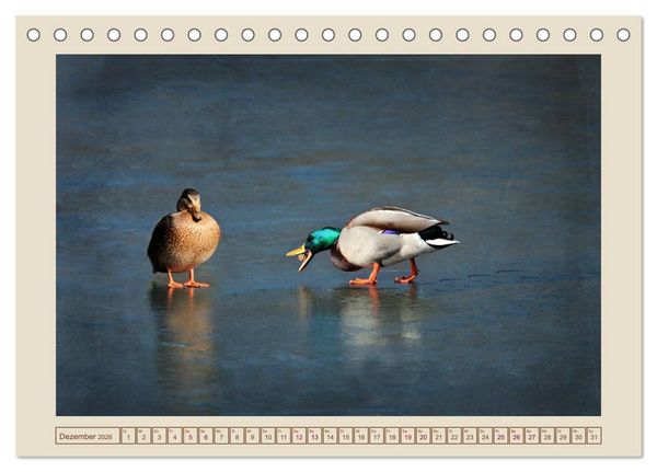 Produktbild: V&ouml;gel am Chemnitzer Schlossteich (Tischkalender 2026 DIN A5 quer), CALVENDO Monatskalender