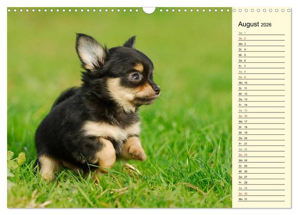 Produktbild: Chihuahua - Kleine Hunde ganz gro&szlig; (Wandkalender 2026 DIN A3 quer), CALVENDO Monatskalender