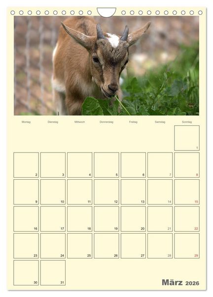 Produktbild: Zwergziegen (Wandkalender 2026 DIN A4 hoch), CALVENDO Monatskalender