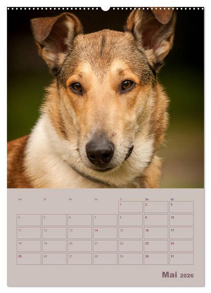 Produktbild: Kurzhaarcollies (Wandkalender 2026 DIN A2 hoch), CALVENDO Monatskalender