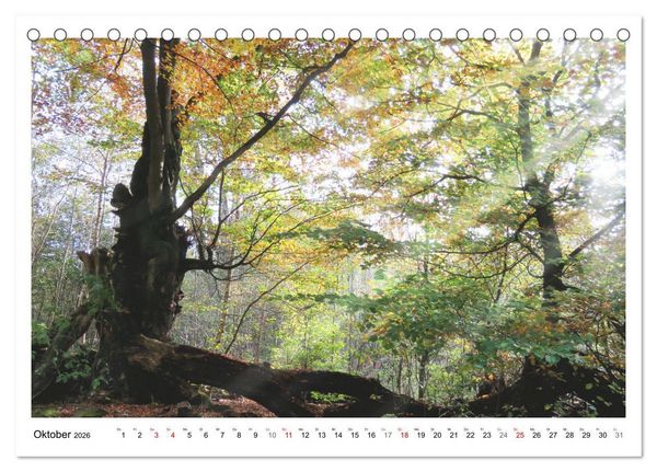 Produktbild: Mein Sehnsuchtsort, der heimische Wald (Tischkalender 2026 DIN A5 quer), CALVENDO Monatskalender