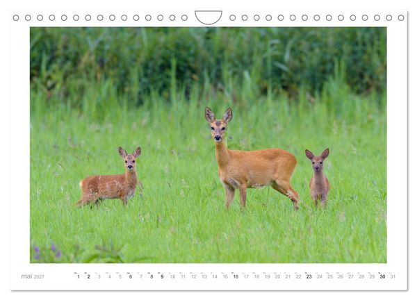 Produktbild: Un an avec des chevreuils (Calendrier mural 2027 DIN A4 vertical), CALVENDO calendrier mensuel