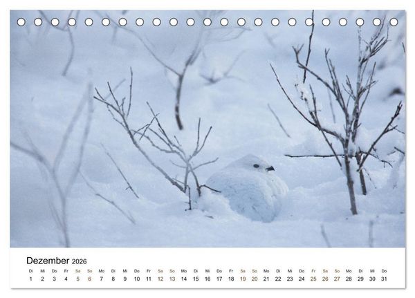 Produktbild: Finnland: eine tierische Entdeckungsreise (Tischkalender 2026 DIN A5 quer), CALVENDO Monatskalender