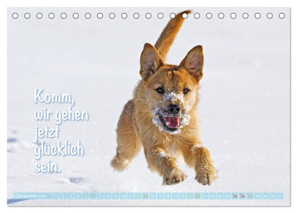Produktbild: Jack Russell Terrier: Komm spielen (Tischkalender 2026 DIN A5 quer), CALVENDO Monatskalender