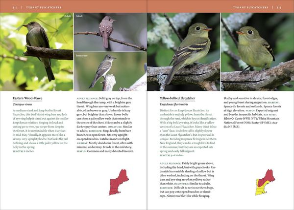 Produktbild: Birds of New England