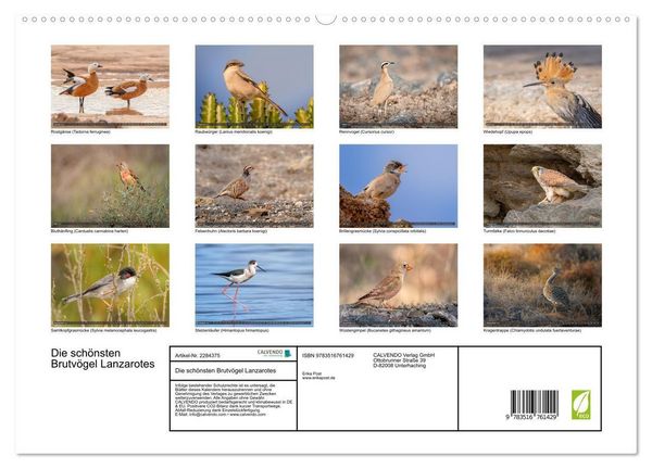 Produktbild: Die sch&ouml;nsten Brutv&ouml;gel Lanzarotes (hochwertiger Premium Wandkalender 2027 DIN A2 quer), Kunstdruck in Hochglanz