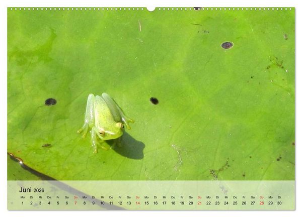 Produktbild: Frosch m&uuml;sste man sein! (Wandkalender 2026 DIN A2 quer), CALVENDO Monatskalender
