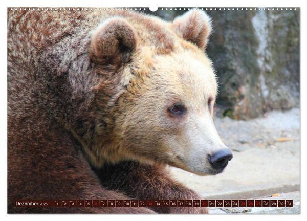 Produktbild: B&auml;ren (hochwertiger Premium Wandkalender 2026 DIN A2 quer), Kunstdruck in Hochglanz