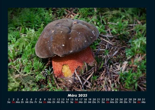 Produktbild: Waldzauber 2025 Fotokalender DIN A4