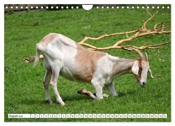 Produktbild: Ziegen - Die Stars aus dem Streichelzoo (Wandkalender 2026 DIN A4 quer), CALVENDO Monatskalender