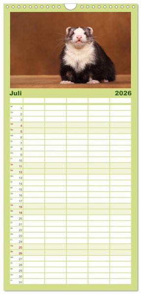 Produktbild: Familienplaner 2026 - Frettchen - Ferrets mit 5 Spalten (Wandkalender, 21 x 45 cm) CALVENDO