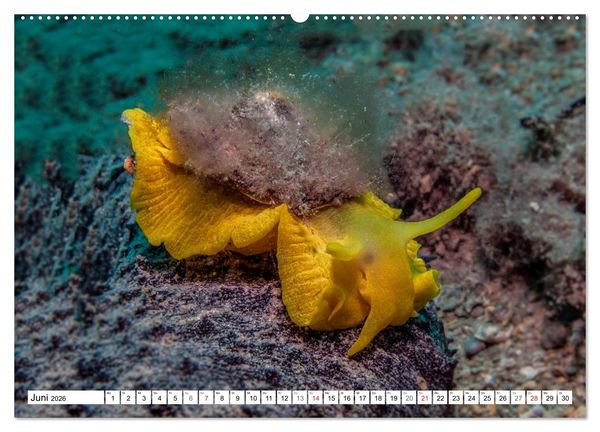 Produktbild: Tauchen im Mittelmeer (hochwertiger Premium Wandkalender 2026 DIN A2 quer), Kunstdruck in Hochglanz