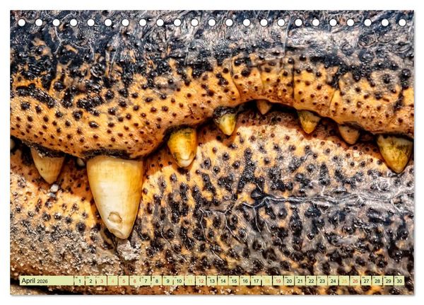 Produktbild: Urzeitreptilien - Krokodil (Tischkalender 2026 DIN A5 quer), CALVENDO Monatskalender
