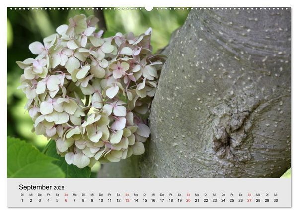 Produktbild: Hortensien Bl&uuml;hen und Vergehen (hochwertiger Premium Wandkalender 2026 DIN A2 quer), Kunstdruck in Hochglanz
