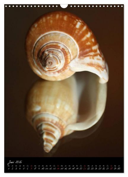 Produktbild: Muscheln und Schnecken (Wandkalender 2026 DIN A3 hoch), CALVENDO Monatskalender