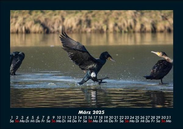 Produktbild: V&ouml;gel 2025 Fotokalender DIN A5