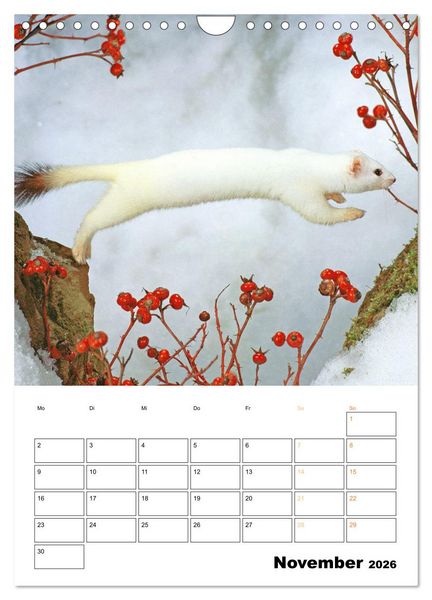 Produktbild: Wilde Tiere: Zuhause in Wald und Flur (Wandkalender 2026 DIN A4 hoch), CALVENDO Monatskalender