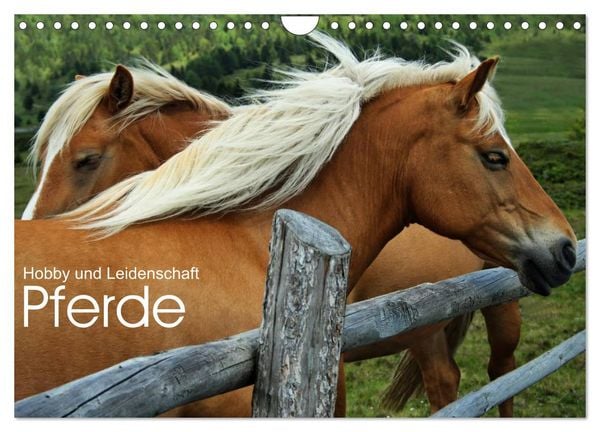 Produktbild: Pferde - Hobby und Leidenschaft (Wandkalender 2026 DIN A4 quer), CALVENDO Monatskalender