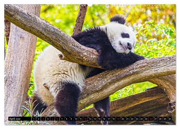 Produktbild: Pandab&auml;r Babys (Wandkalender 2026 DIN A2 quer), CALVENDO Monatskalender