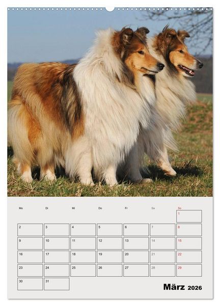 Produktbild: Collies - Freunde f&uuml;r&acute;s Leben (hochwertiger Premium Wandkalender 2026 DIN A2 hoch), Kunstdruck in Hochglanz
