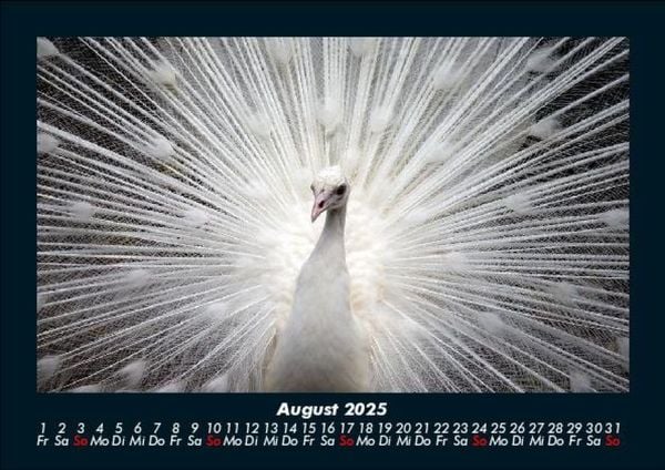 Produktbild: V&ouml;gel 2025 Fotokalender DIN A5