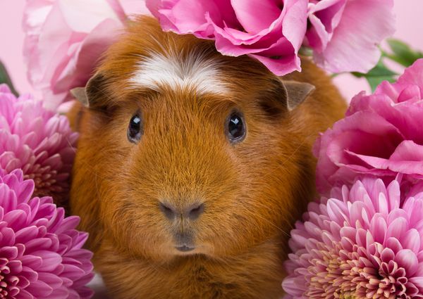 Produktbild: Lais Puzzle Meerschweinchen in rosa Blumen 500 Teile