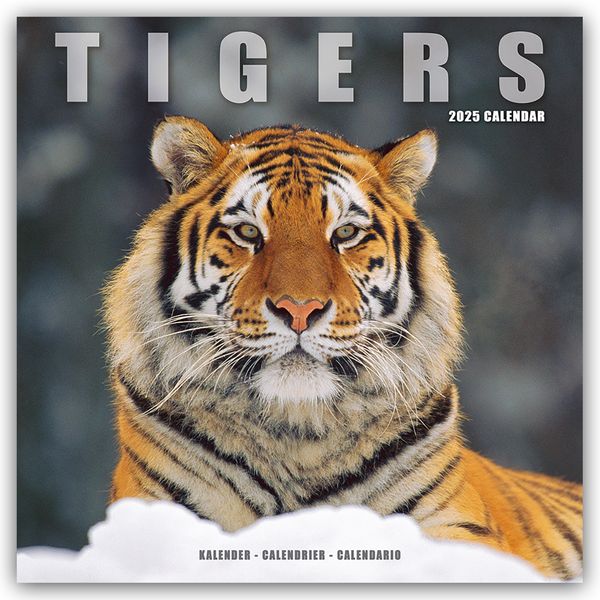 Tigers – Tiger 2025 – 16-Monatskalender