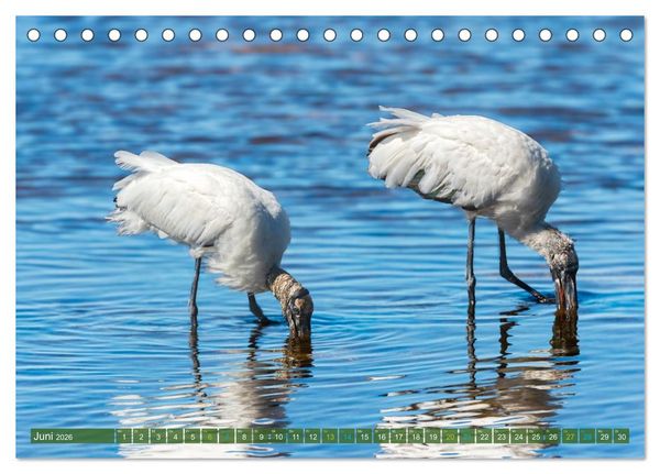 Produktbild: Waldstorch und Anhinga (Tischkalender 2026 DIN A5 quer), CALVENDO Monatskalender