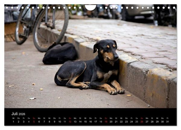 Produktbild: Stra&szlig;enhunde (Wandkalender 2026 DIN A4 quer), CALVENDO Monatskalender