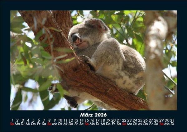 Produktbild: Koala 2026 Fotokalender DIN A5