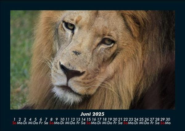Produktbild: L&ouml;wen in der Wildnis 2025 Fotokalender DIN A5