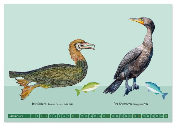 Produktbild: Vom Reiger zum Reiher (Tischkalender 2026 DIN A5 quer), CALVENDO Monatskalender
