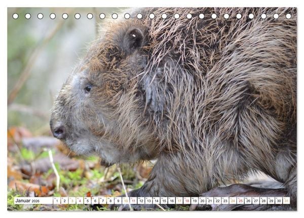 Produktbild: Der Biber, ein guter Bauhandwerker (Tischkalender 2026 DIN A5 quer), CALVENDO Monatskalender