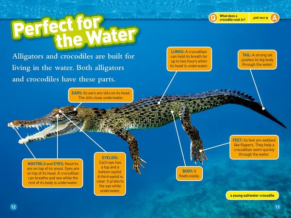 Produktbild: Alligators and Crocodiles