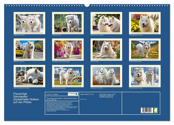 Produktbild: Flauschige Samojeden. Zauberhafte Wolken auf vier Pfoten (Wandkalender 2026 DIN A2 quer), CALVENDO Monatskalender