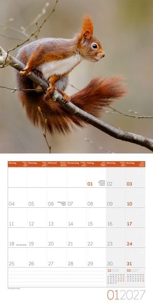 Produktbild: Eichh&ouml;rnchen Kalender 2027 - 30x30 - Art12