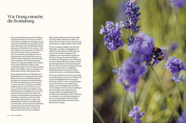 Produktbild: Honig