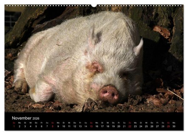 Produktbild: Schweinereien (Wandkalender 2026 DIN A2 quer), CALVENDO Monatskalender
