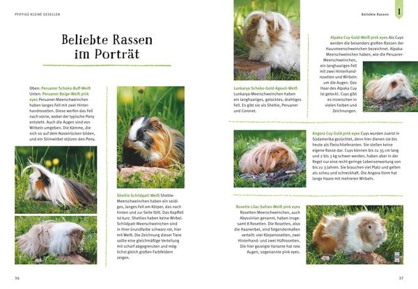 Produktbild: Neugierige Meerschweinchen