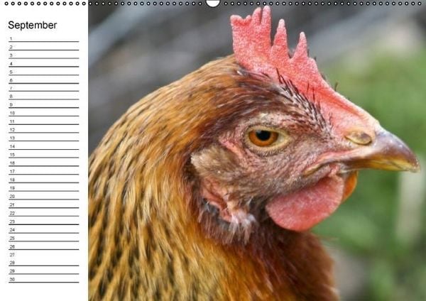 Produktbild: H&uuml;hner / Geburtstagskalender (Wandkalender immerw&auml;hrend DIN A2 quer)