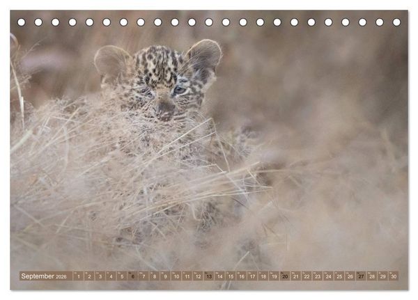 Produktbild: Raubkatzenkinder (Tischkalender 2026 DIN A5 quer), CALVENDO Monatskalender