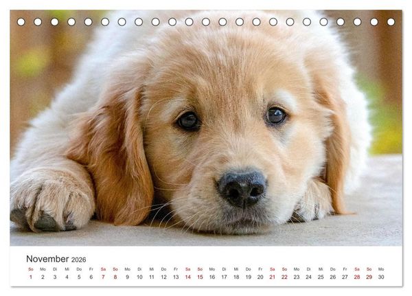 Produktbild: Golden Retriever - Die treuen Begleiter. (Tischkalender 2026 DIN A5 quer), CALVENDO Monatskalender