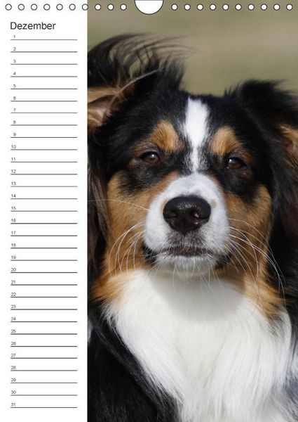 Produktbild: Der Aussie - Geburtstagskalender (Wandkalender immerw&auml;hrend DIN A4 hoch)