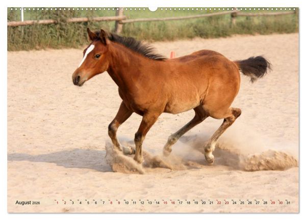 Produktbild: Quarter Horses - Die gr&ouml;&szlig;te Zuchtbuchrasse der Welt (hochwertiger Premium Wandkalender 2026 DIN A2 quer), Kunstdruck in Hochglanz