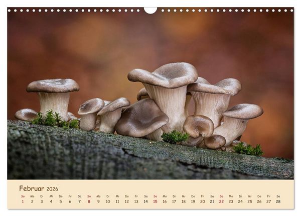 Produktbild: Pilzgalerie - Eindrucksvolle Aufnahmen von unseren heimischen Pilzen (Wandkalender 2026 DIN A3 quer), CALVENDO Monatskalender